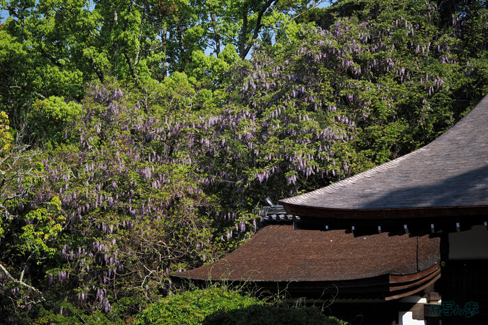 大混雑 / Overcrowded 3枚セット クールサマーオーニング モカ 3000 CSA-30M 4975149460120